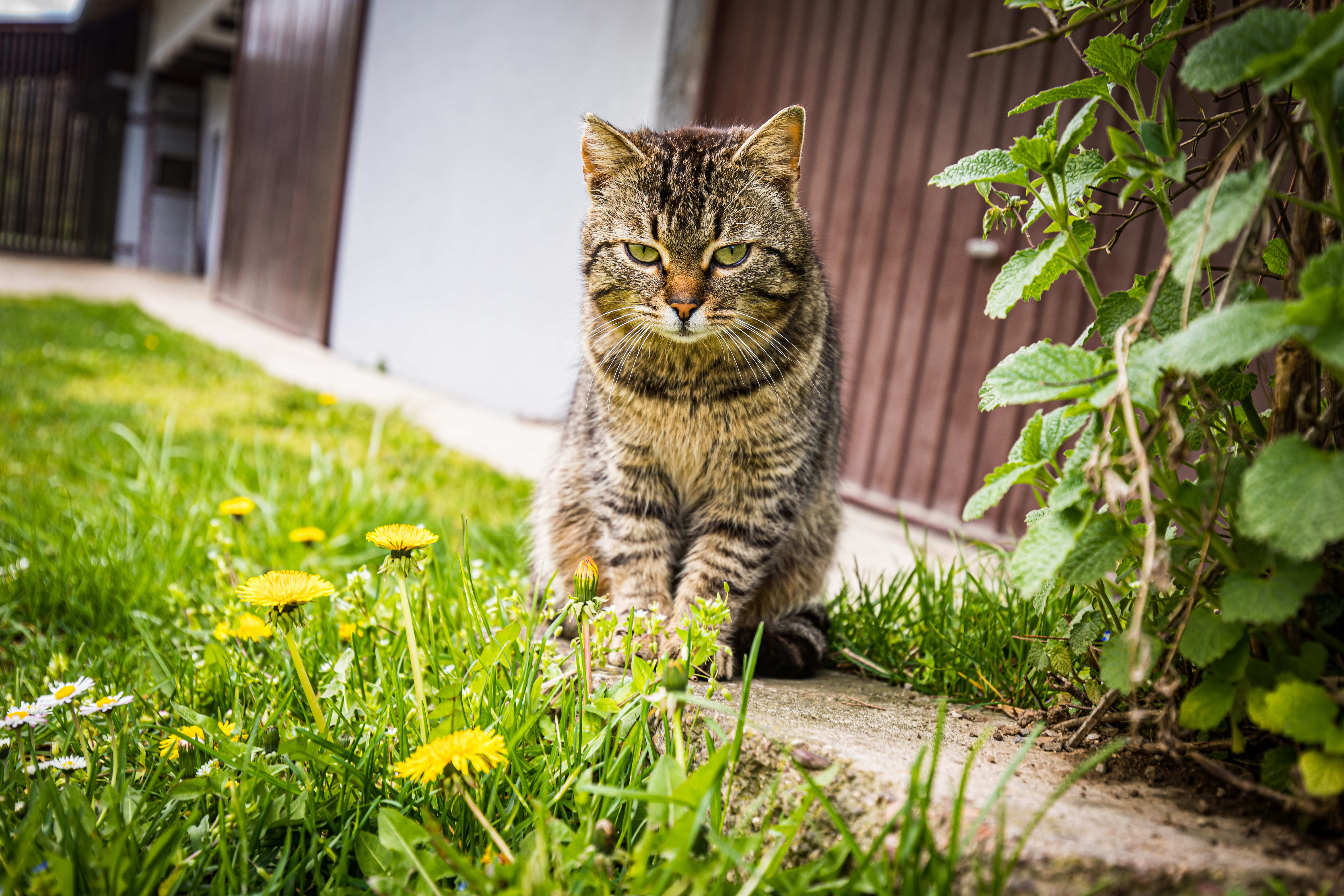 Как вытащить кота из под ванной