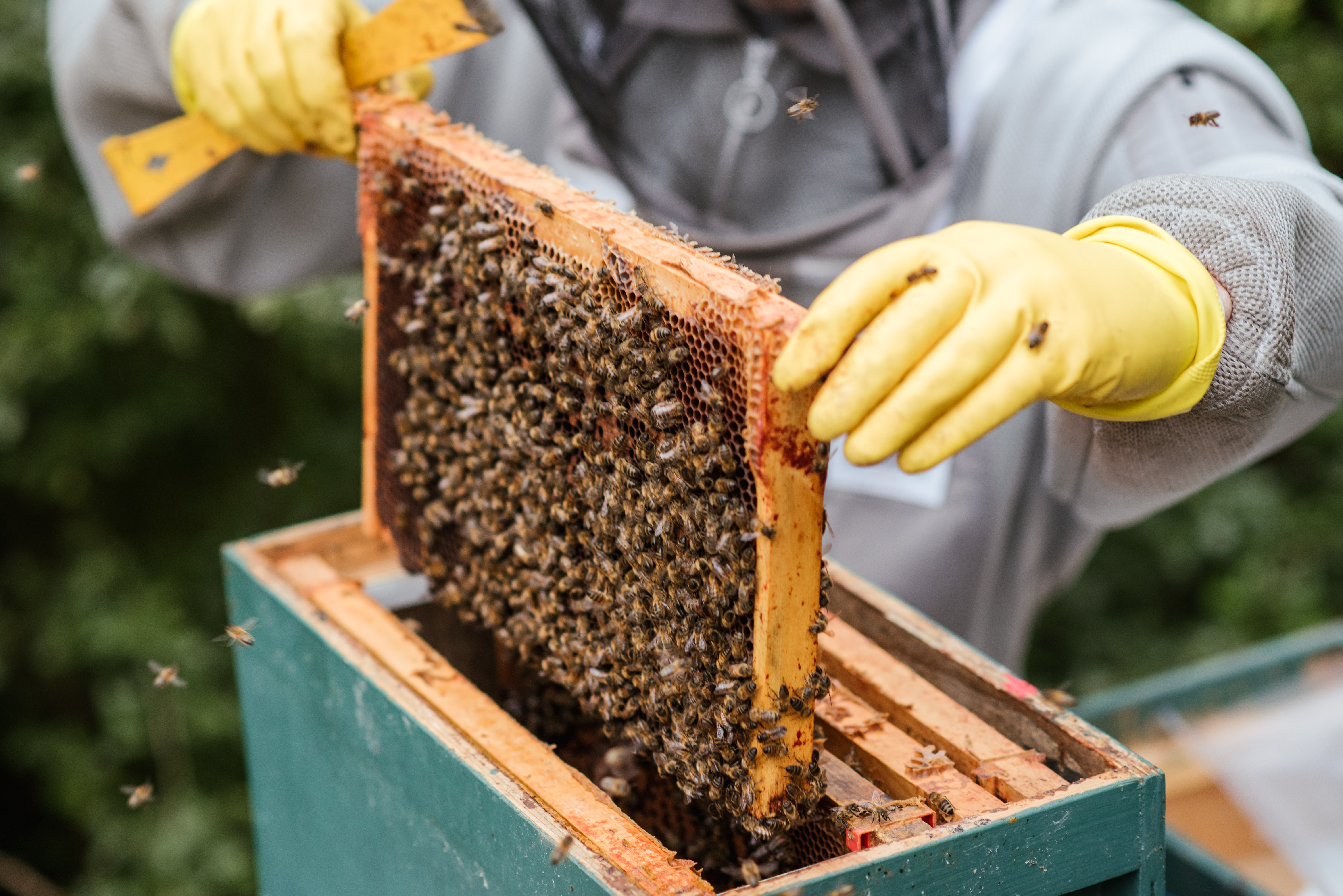 Пчеловодство для начинающих. Пасека пчел. Ульи на пасеке. Пчеловодство мед. Пчелы, мед, пасека.