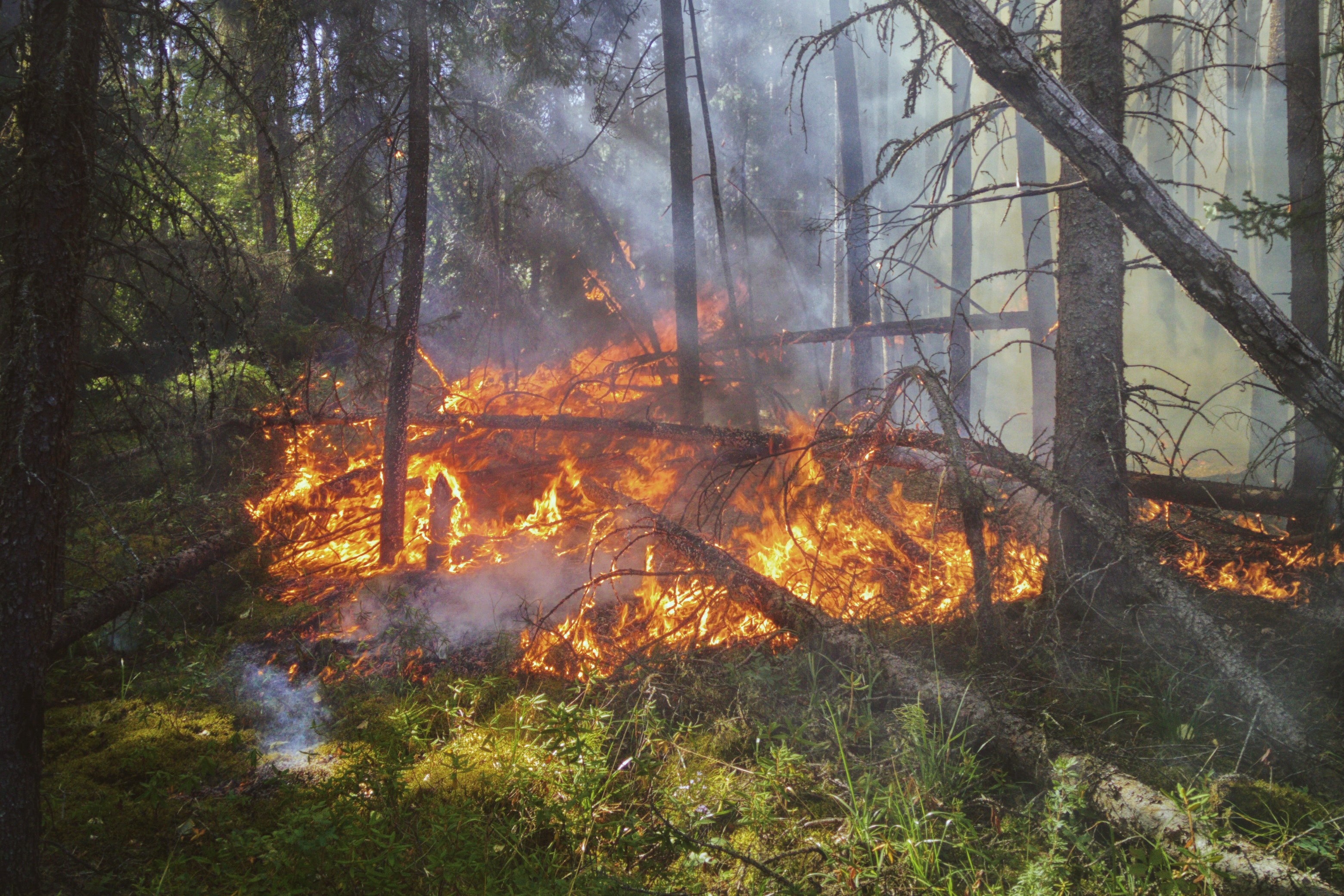 МЧС напоминает, что делать, если вы обнаружили лесной или торфяной пожар