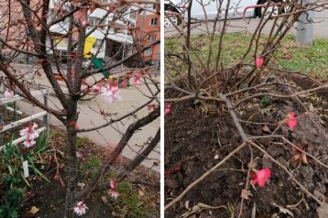 Цветущие деревья