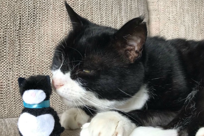 Сотрудникам британского МИД запретили кормить главного кота-мышелова