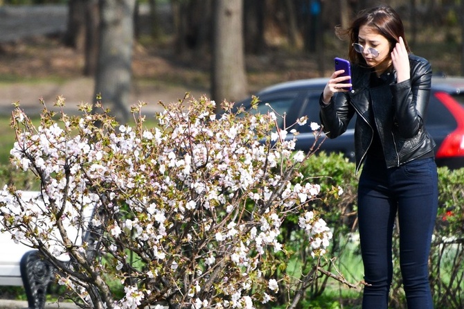 Цветение сакуры