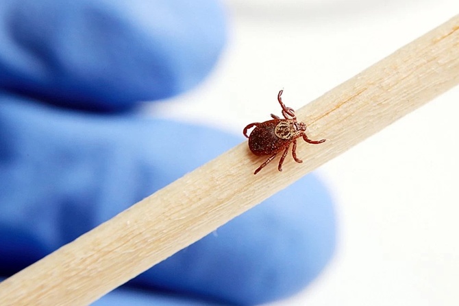Сезон клещей в нынешнем году может начаться раньше