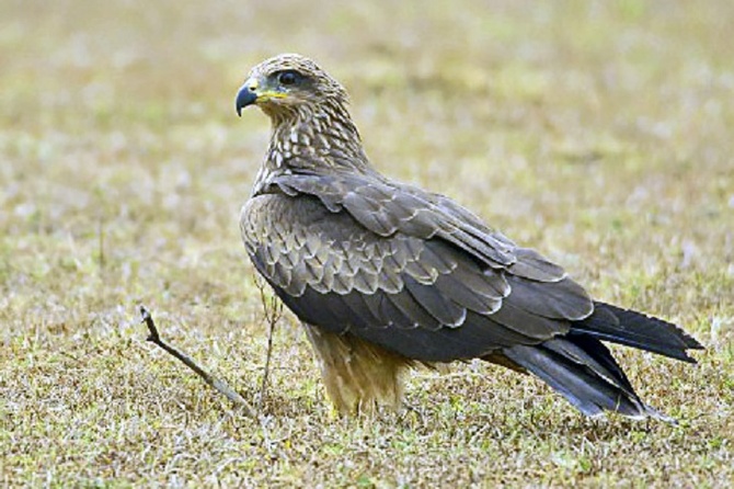 В Индии из-за отсутствия туристов массово гибнут коршуны В Индии из-за отсутствия туристов массово гибнут коршуны