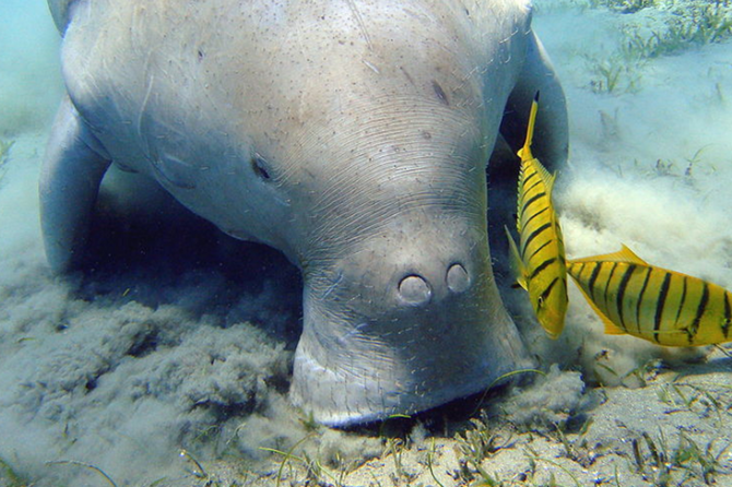 Морская корова