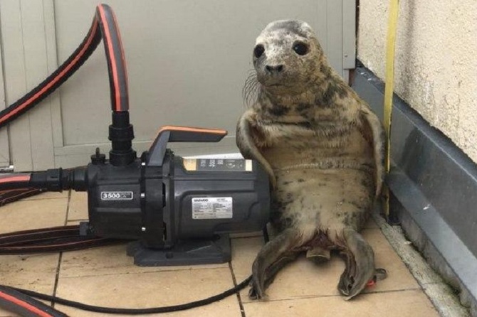 Детеныш нерпы попытался удрать от зоозащитников, а стал героем мемов