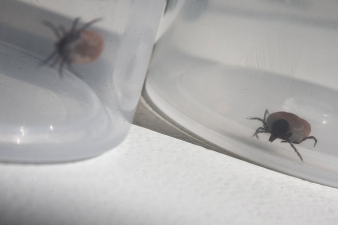 Что делать и куда бежать: Роспотребнадзор дал советы при укусе клещей