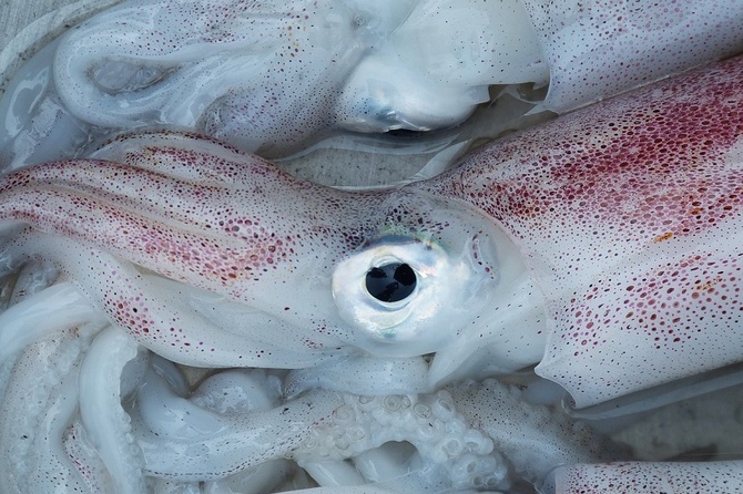 Китайцы нашли коронавирус на морепродуктах из России