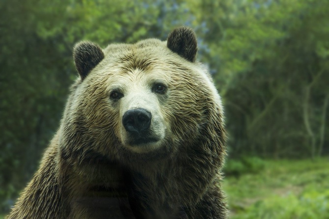 Общие рекомендации по поведению при столкновении с медведем