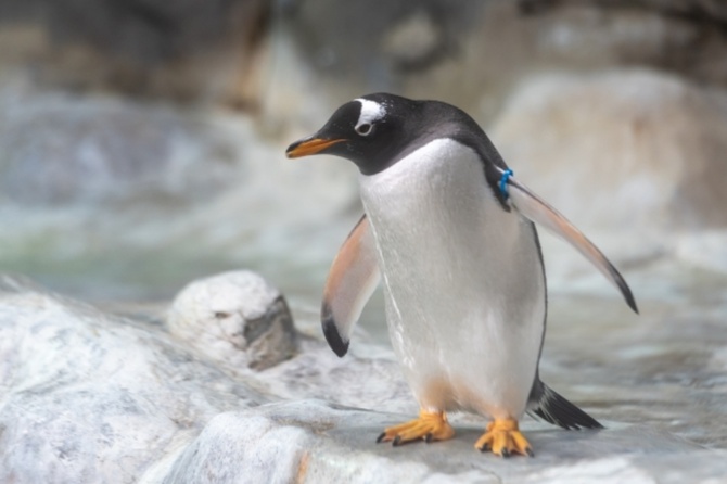 Сергей Брилев о претензиях стран на Антарктиду: «Даже побольше, чем на Арктику»