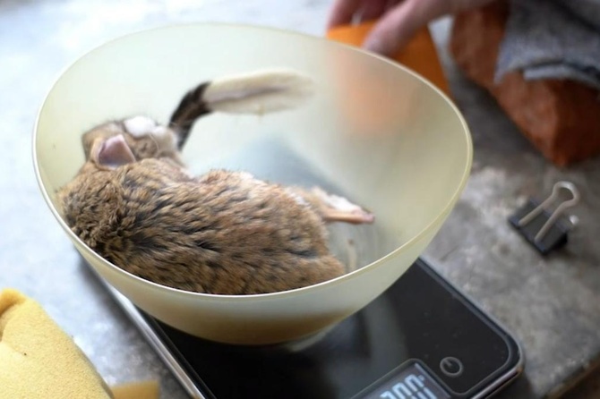 Тушканчики в Московском зоопарке проведут зиму в холодильнике