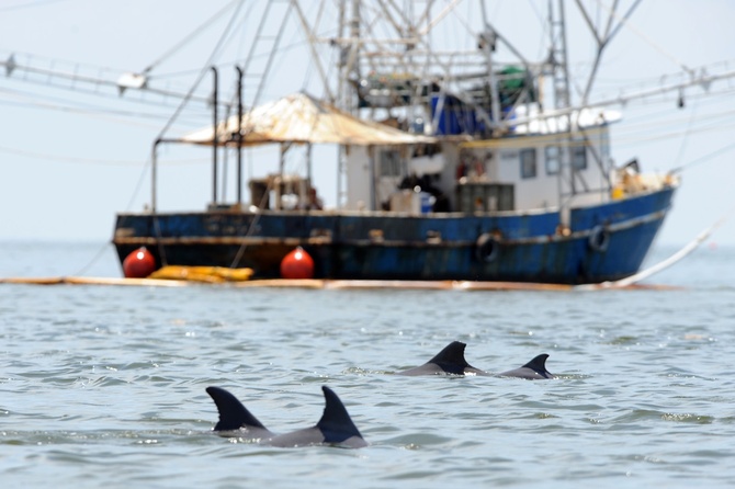 Left only 10: The world's smallest marine mammal still can be saved