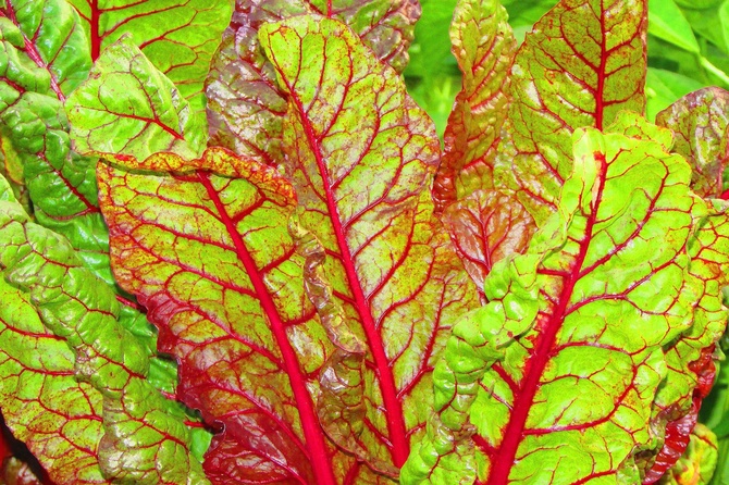 Чудодейственный эффект: назван продукт, мощно снижающий уровень сахара в крови