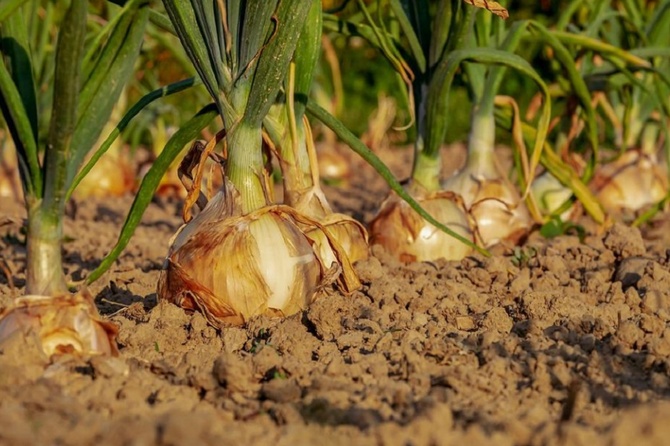 Названо безопасное время работы на даче