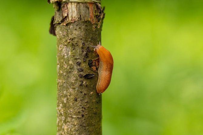Россиянам назвали эффективные способы борьбы со слизнями