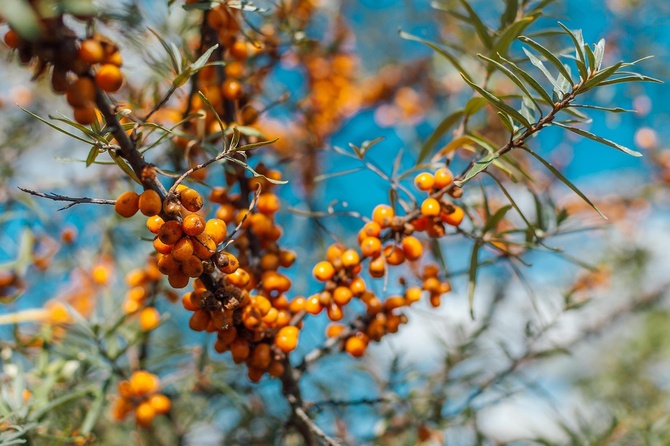 Очень полезная ягода: названы уникальные свойства облепихи
