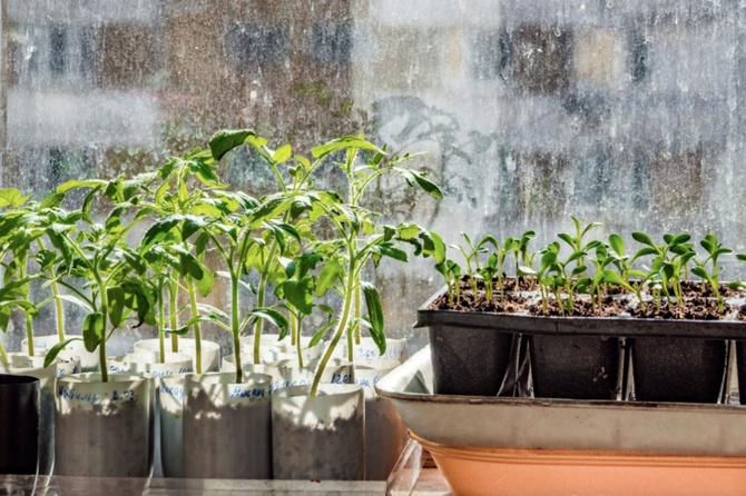 Агроном подсказал, когда нужно высаживать семена для рассады