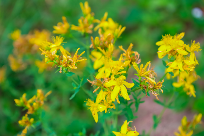 Диетолог Соломатина объяснила, в каких случаях зверобой может быть опасным