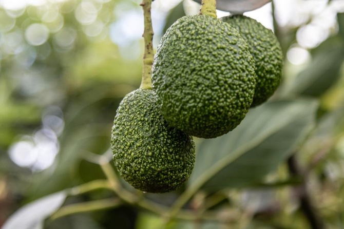 Перечислены разрушающие почки продукты