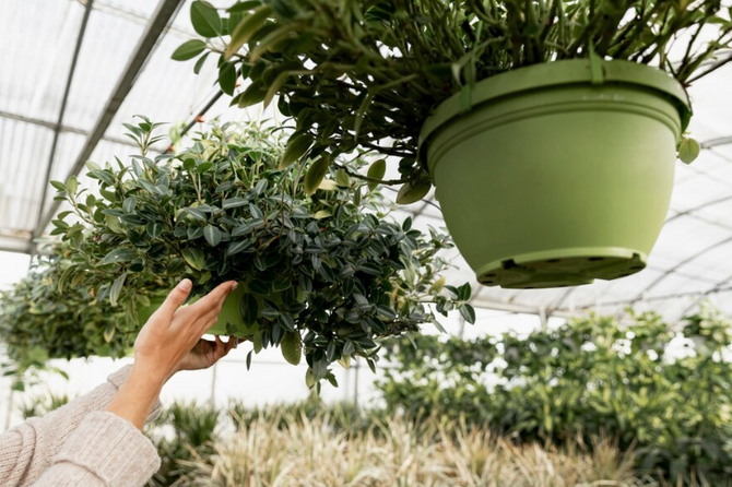 «Создает больше проблем»: эксперт о расширении списка запрещенных растений в РФ