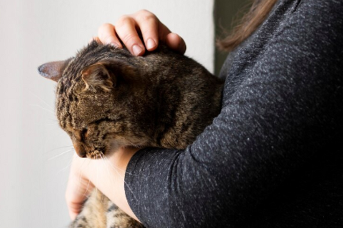 В Великобритании умерла старейшая в мире кошка