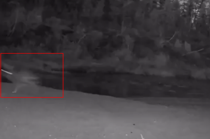 В Тунгусском заповеднике на фотоловушку попало загадочное существо