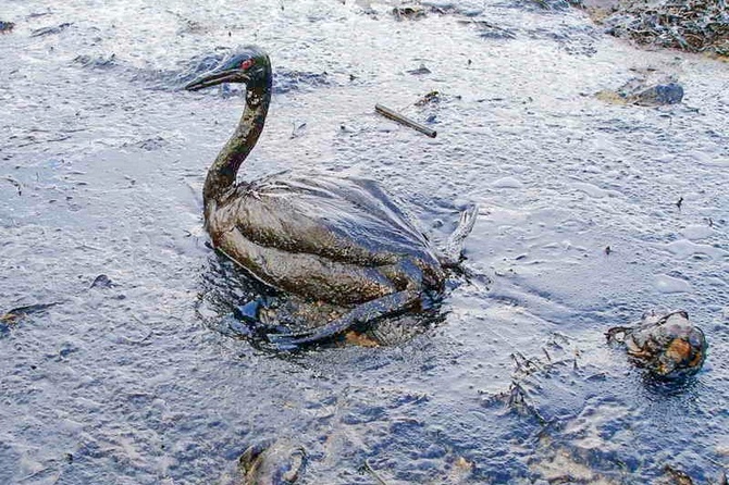 Десятки километров побережья Черного моря в Краснодарском крае покрыли пятна мазута