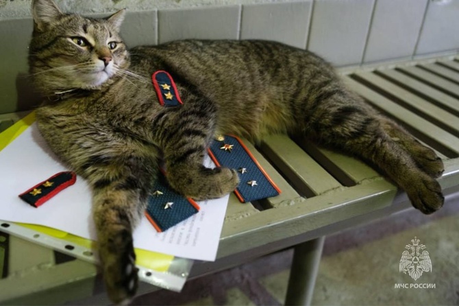 МЧС присвоило коту Толику звание прапорщика и выдало маленькие погоны