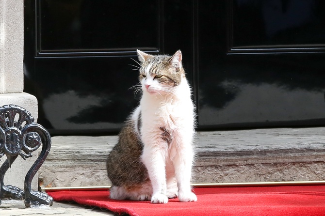 Кот Ларри из резиденции премьера Великобритании прокомментировал переговоры Трампа и Зеленского