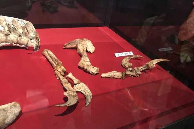 В пустыне Гоби обнаружили уникальный коготь динозавра