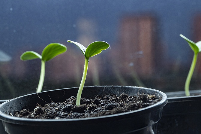 Биолог посоветовала дачникам поторопиться с посевом рассады некоторых овощей