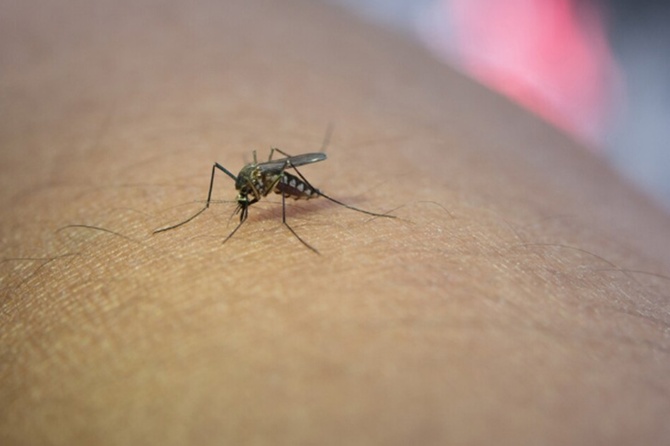 «Лихорадка ленивца»: биолог рассказала о вирусе Оропуш, бушующем в Южной Америке