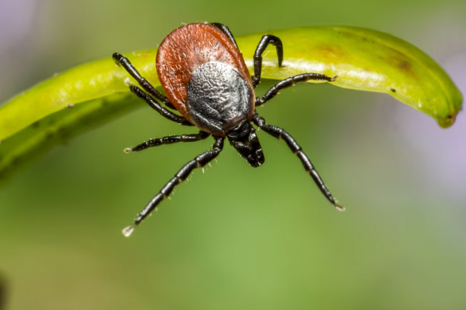 Ветеринар назвала самый эффективный способ защит питомцев от клещей