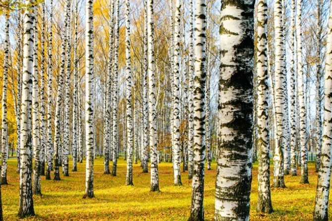 Жителям Москвы напомнили о штрафах за сбор березового сока