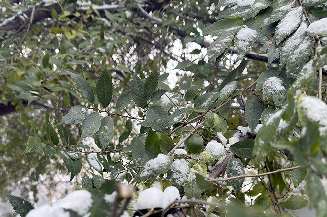Мокрый снег пройдет в Москве 7 апреля