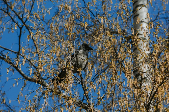 Не делайте этого 11 апреля, чтобы не накликать бедность и болезни: Берещенье в народном календаре