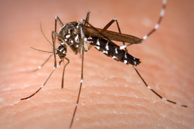 В России нашли тигровых комаров из Азии: зоолог рассказал, опасны ли они