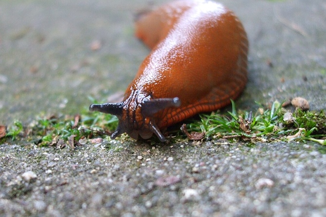 В европейской части России нашествие гигантских слизней и улиток