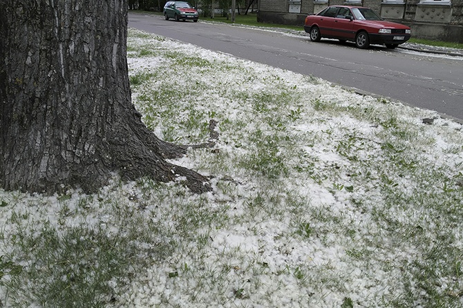 Врач объяснила, почему тополиный пух сам по себе не опасен для аллергиков