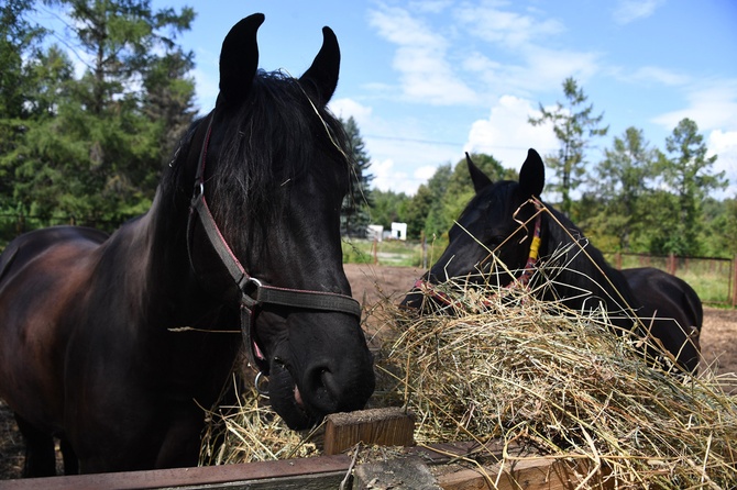 Конный туризм на Кубани: отправляемся в поход на лошадях в Краснодарском крае