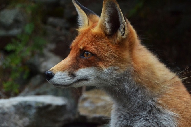 Россиян предостерегли от контактов с дикими животными, оказавшимися в городах