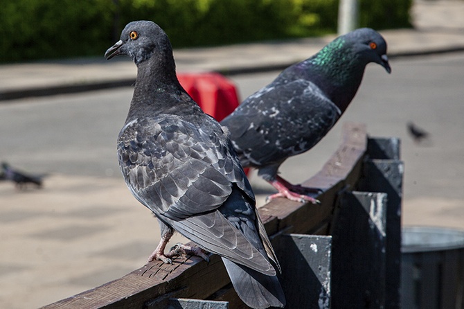 Россиянам напомнили о запрете кормления голубей у жилых домов