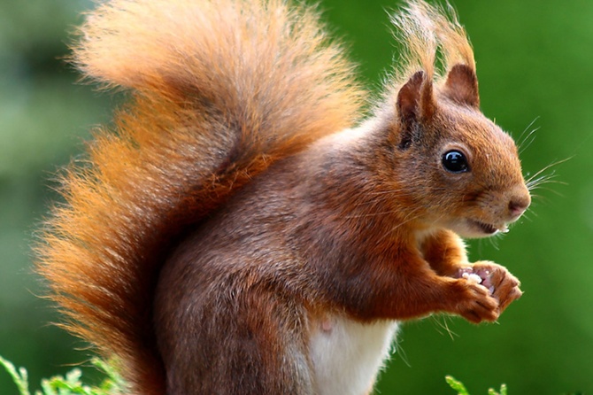 Охотник на белок завелся в парках Подмосковья