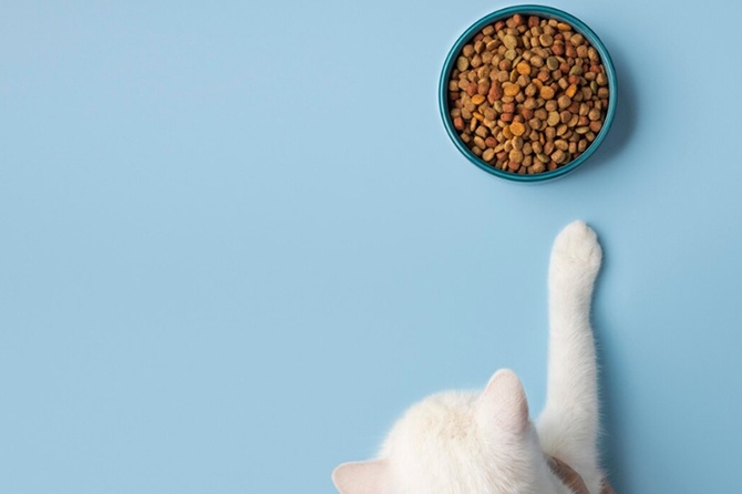 Ветеринар объяснил, почему нельзя оставлять кошачий корм в миске больше чем на час