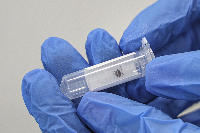 Врач рассказала, как действовать при укусе клеща: пошаговая инструкция