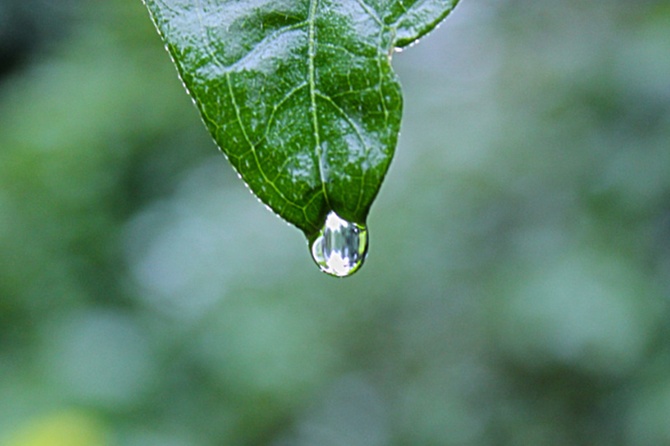 Биолог раскрыла неожиданную опасность дождевой воды для урожая