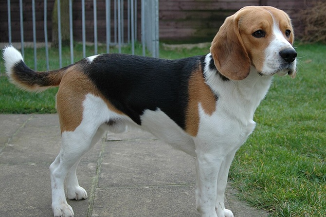 Названы породы собак, которые чаще всего убегают от хозяев