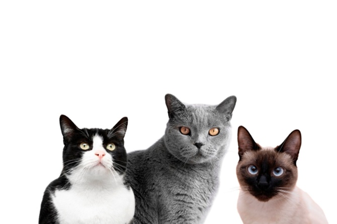 В Подмосковье волонтеры ищут дом для 80 кошек после смерти их хозяина