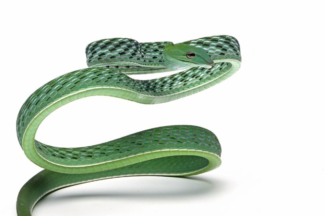 У жительницы Москвы из пакета с доставкой еды выползла змея