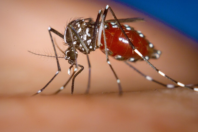 Иммунолог исключил распространение вируса «Чикунгунья» в России